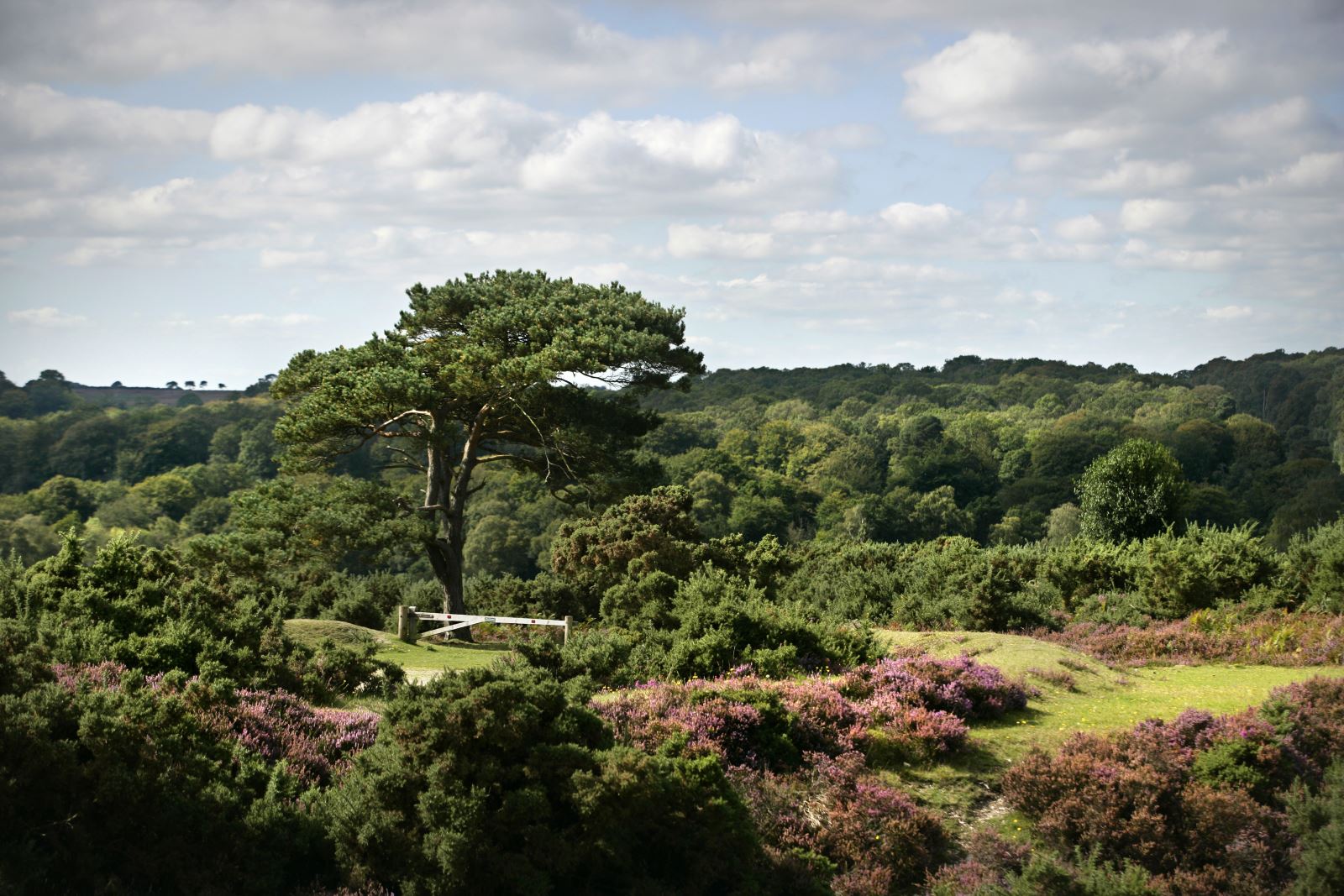 New Forest trees 